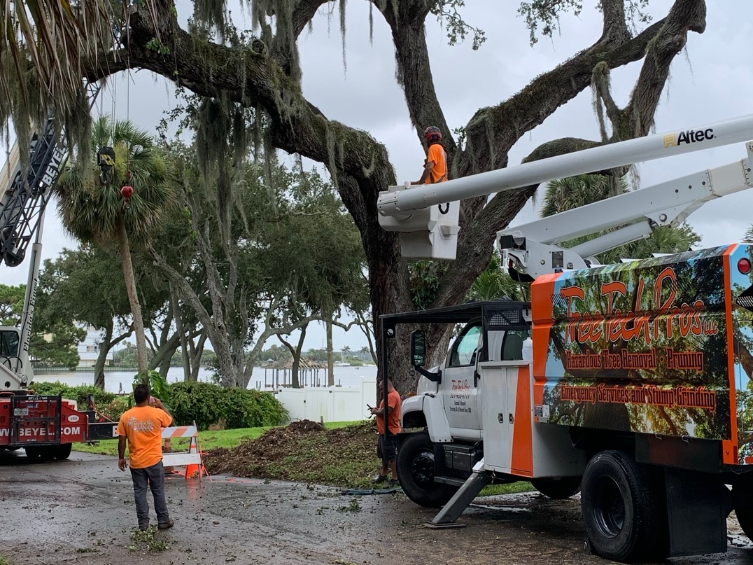 Hazardous Tree Removal