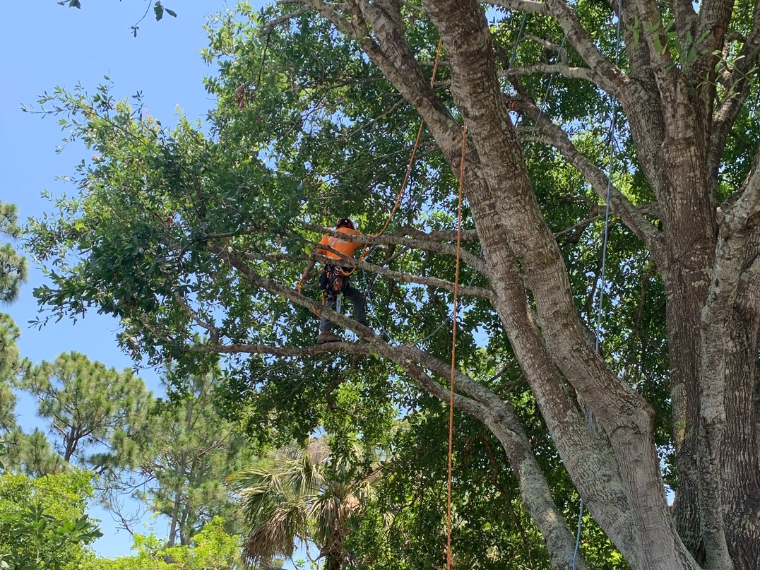 ISA Certified Arborist Pruning