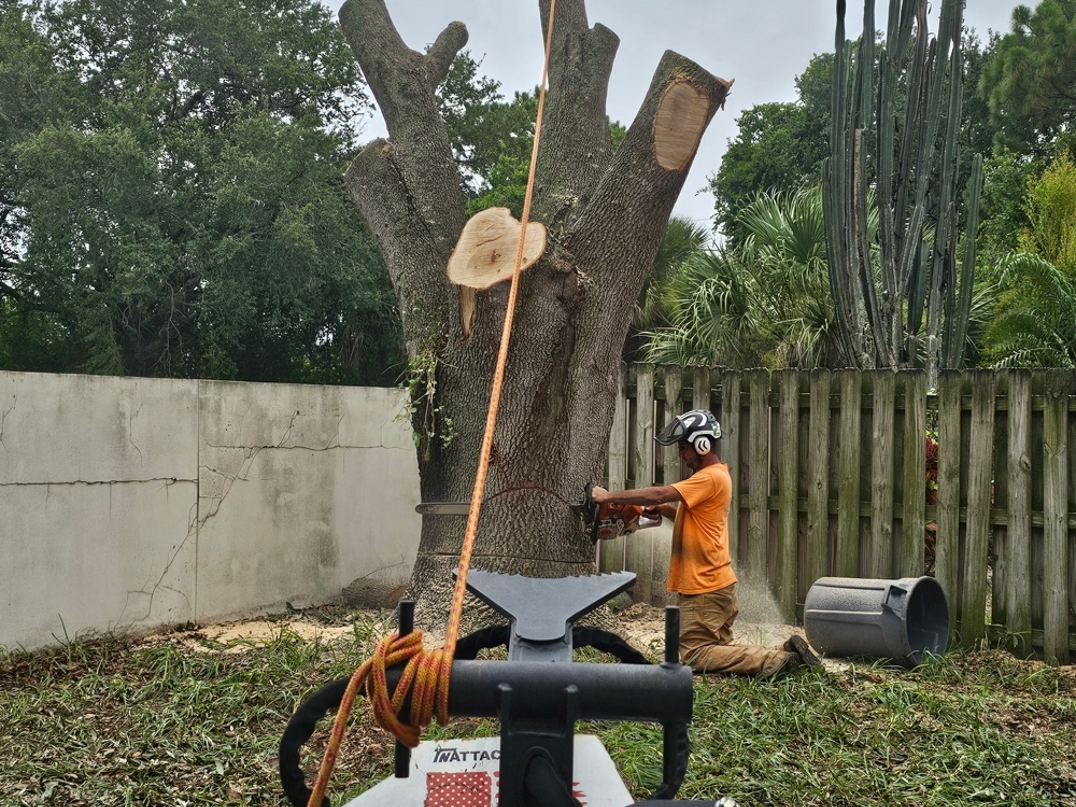Tree Removal