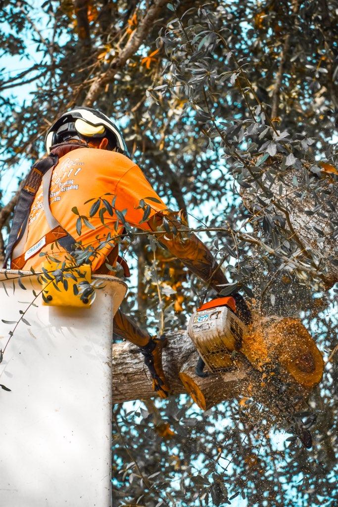 Tree Tech Pros Team